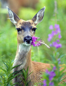 The Compassionate Hunter Image